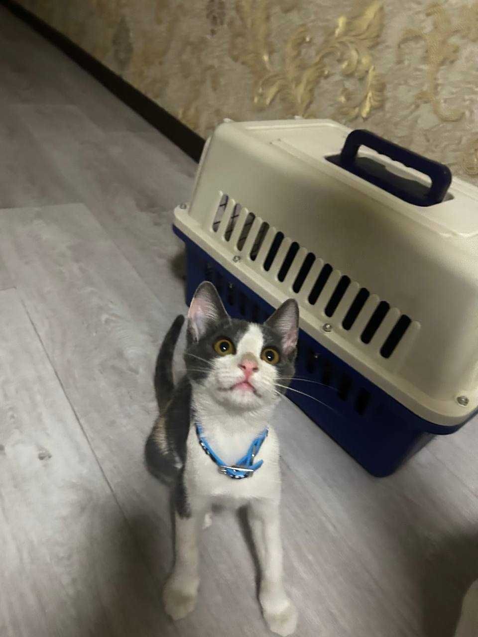 Котенок Девочка 3,5 -4 месяца