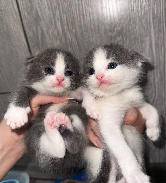 Продаются очаровательные вислоухие котята!