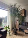 Floare Dracaena Marginata