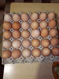 Яйца #оплодени#еко#био#за консумация или излюпване#