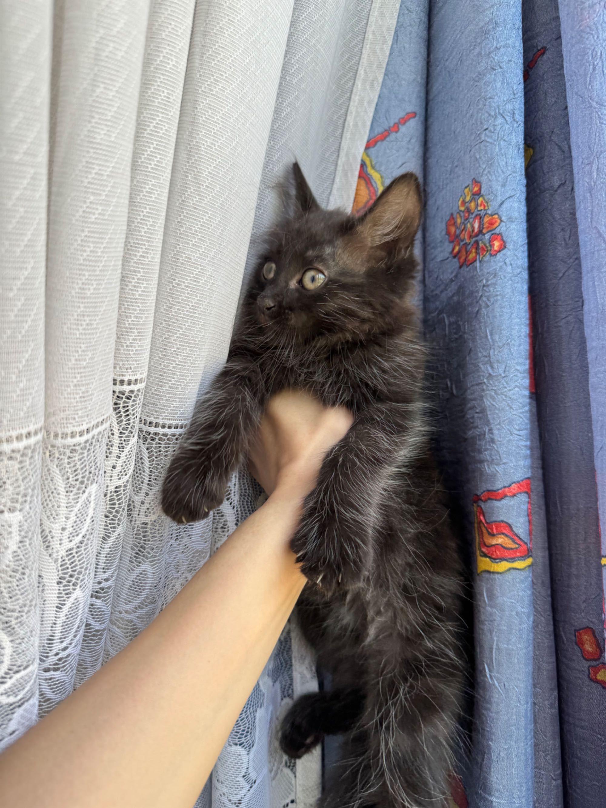 Котенок в добрые руки