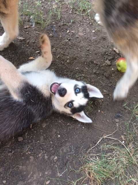 pui Husky Siberian