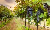 Struguri de vin 2025 producator