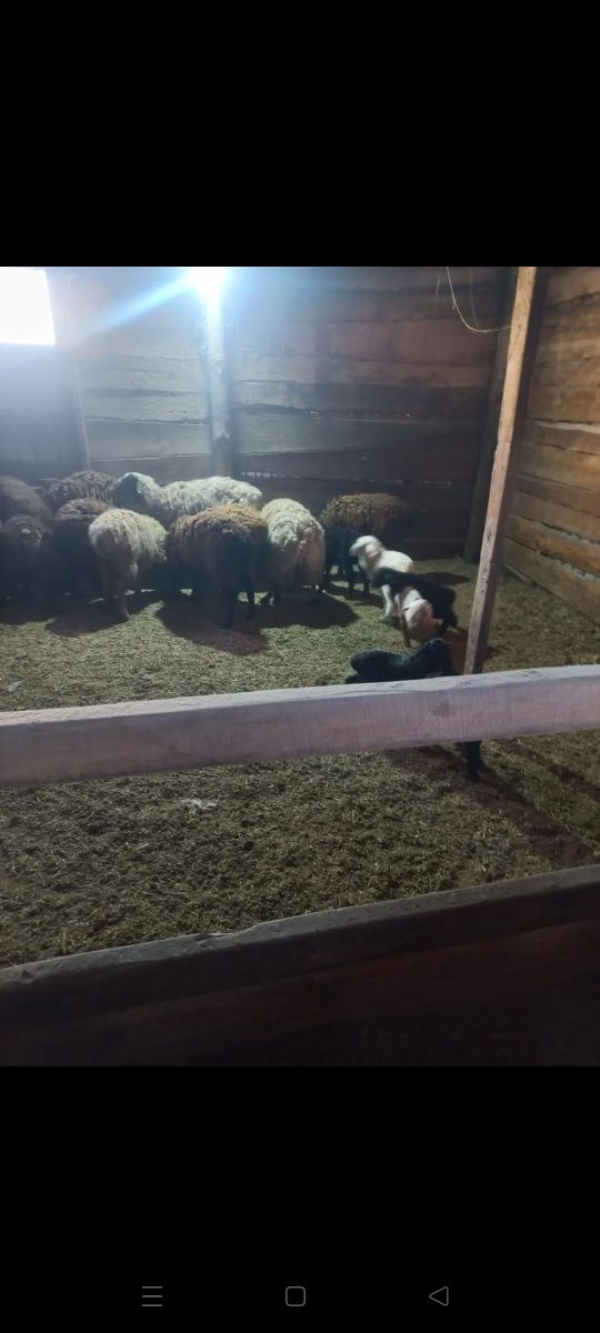 Продам овец курдючных