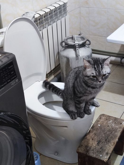 Продам умного кота