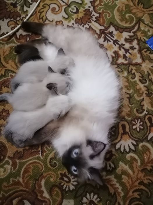 Котята сиамские 1,5 месяца