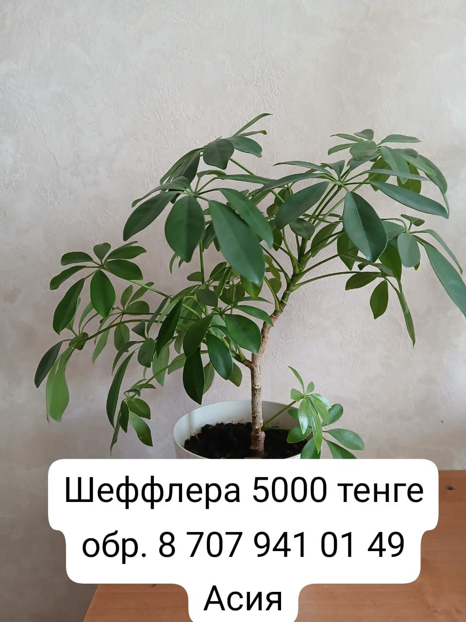 Шеффлера комнатные цветы