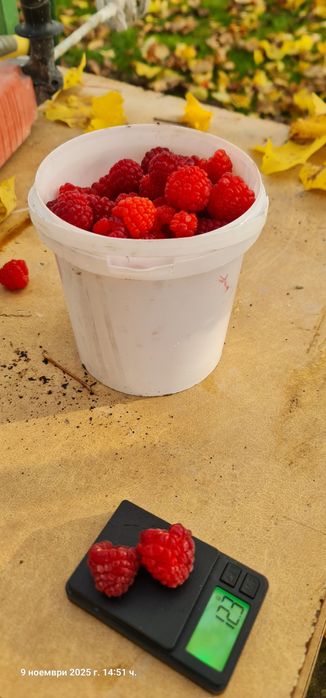 Продавам Био разсад малини сорт Люлин