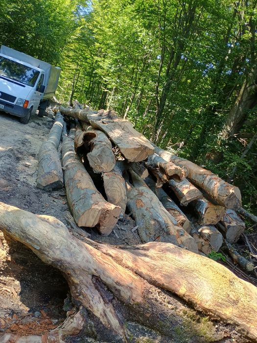Lemne fag  300lei mster
