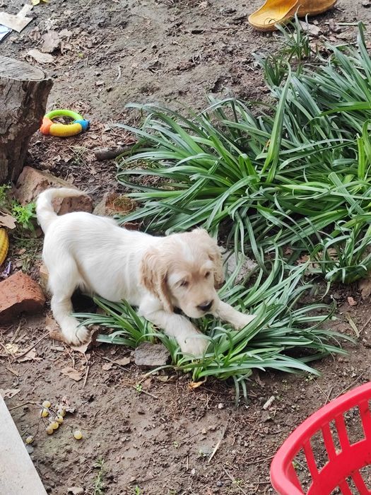 Продават се Кокер шпаньол