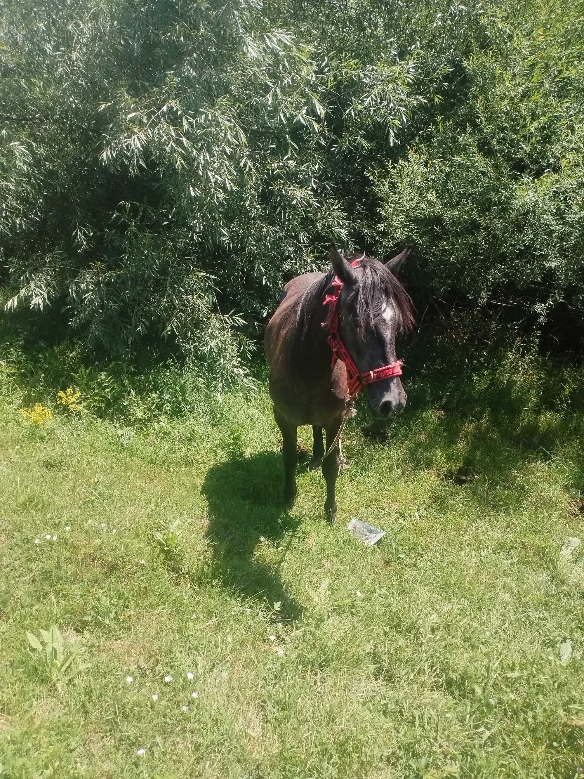 mânză de 1 an si 4 luni
