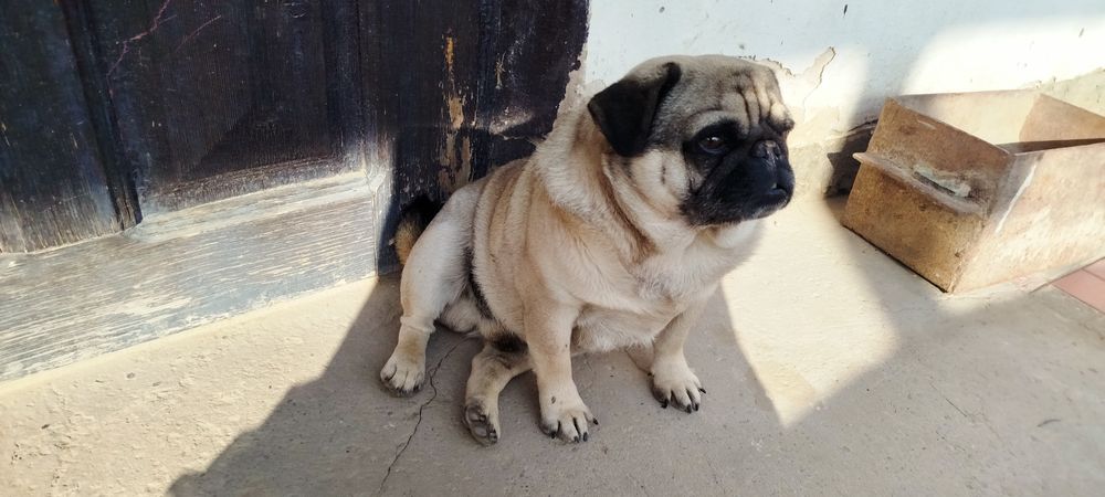 Жаксы багатын инсанга бериледи.