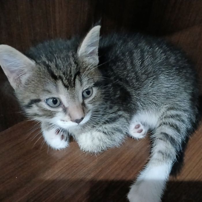 Отдам котят, БЕСПЛАТНО