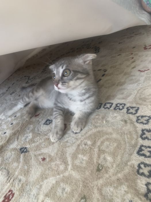 Еркек кумга уйренген