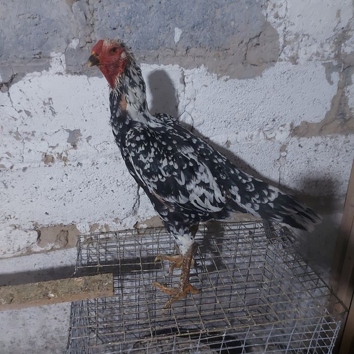 Ветнам микс  1.5год крупный