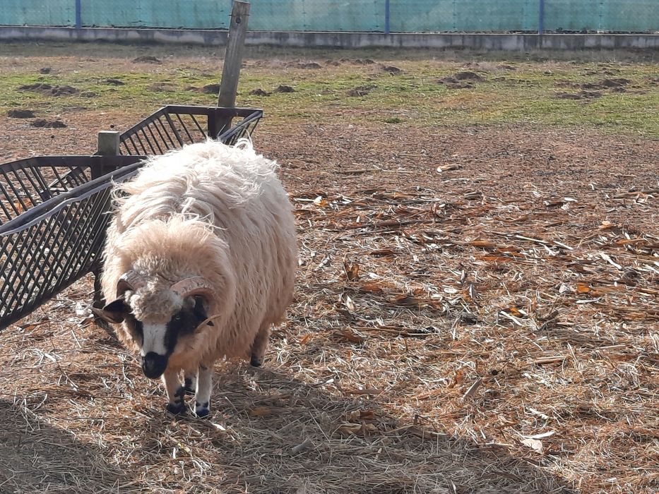 Vând 3 berbeci vârsta 1 an