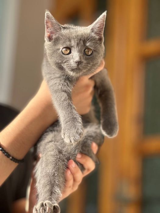 Продам кошку егепитский мау  и котята