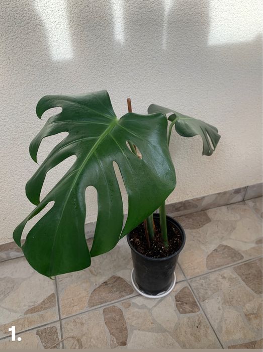 Монстера (Monstera Deliciosa)