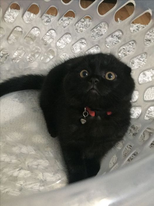 Мушукча скотиш фолт(50га 50)