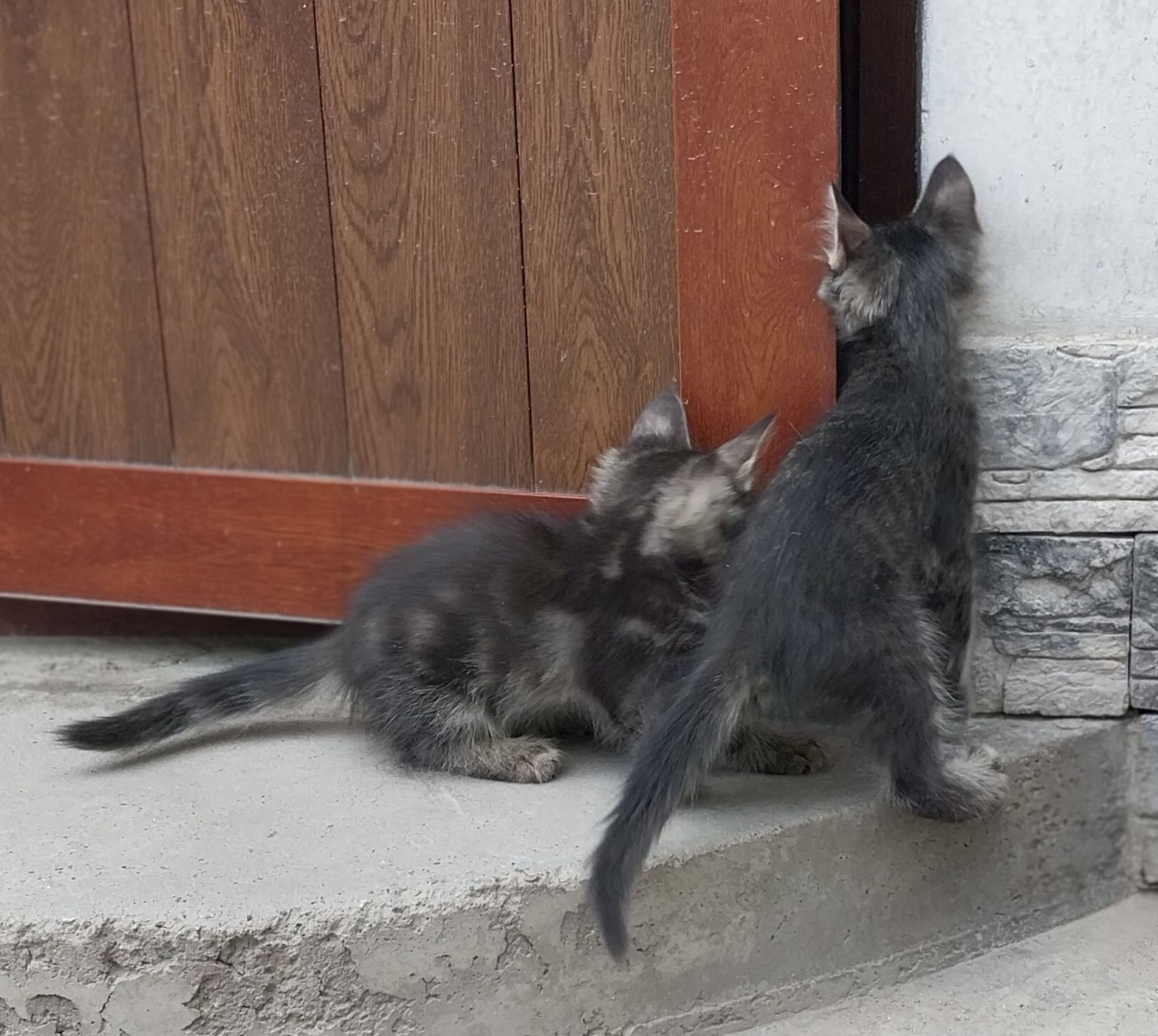 В добрые,заботливые ручки котятки