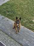 Vand caine Malinois (ciobanesc belgian) 2 ani