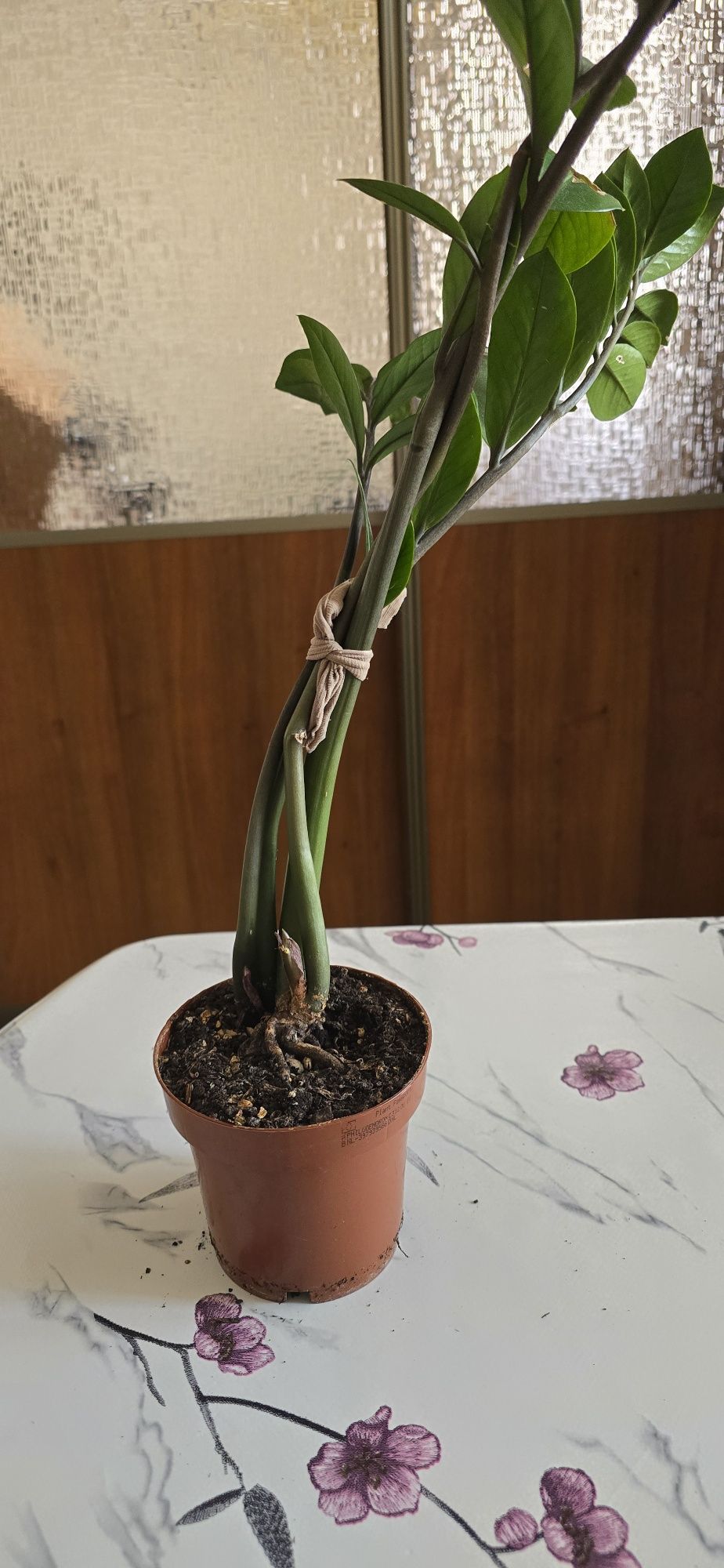 Продам замиокулькас