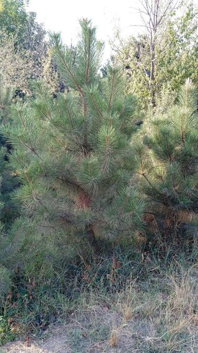 Qrim sosna kòchati 1.5 metrdan 4 metrgacha pishniy