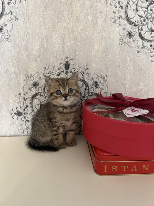 Продаются шотландские котята