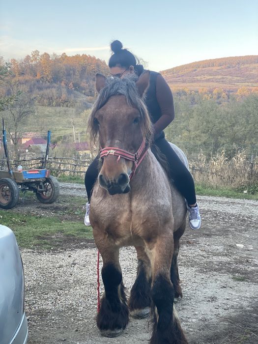 Vand cal de 7 ani sau schimb