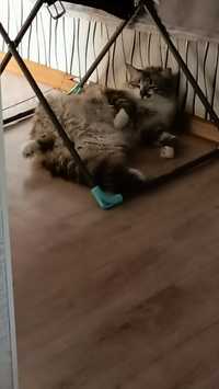 Сибирский кот даром