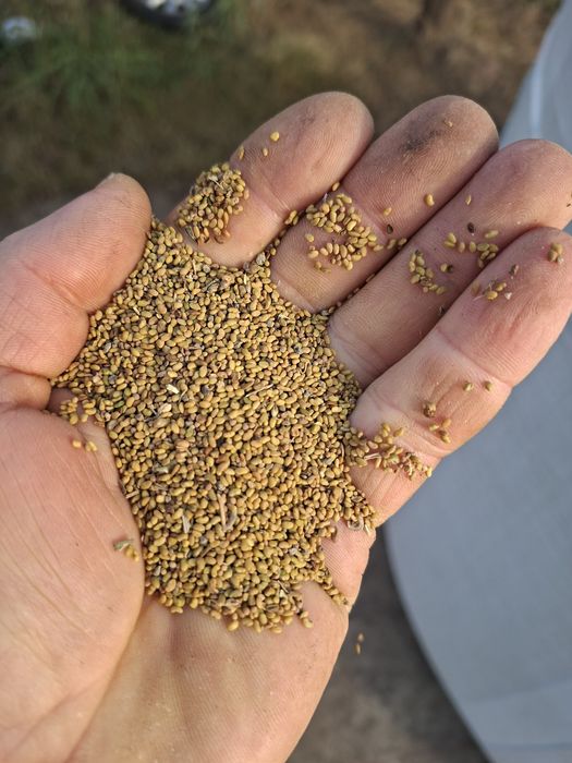Sămânță Lucernă soi romsnesc