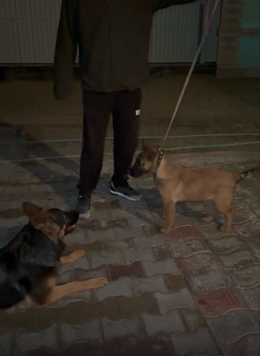 Щенок бельгийская овчарка (малинуа)