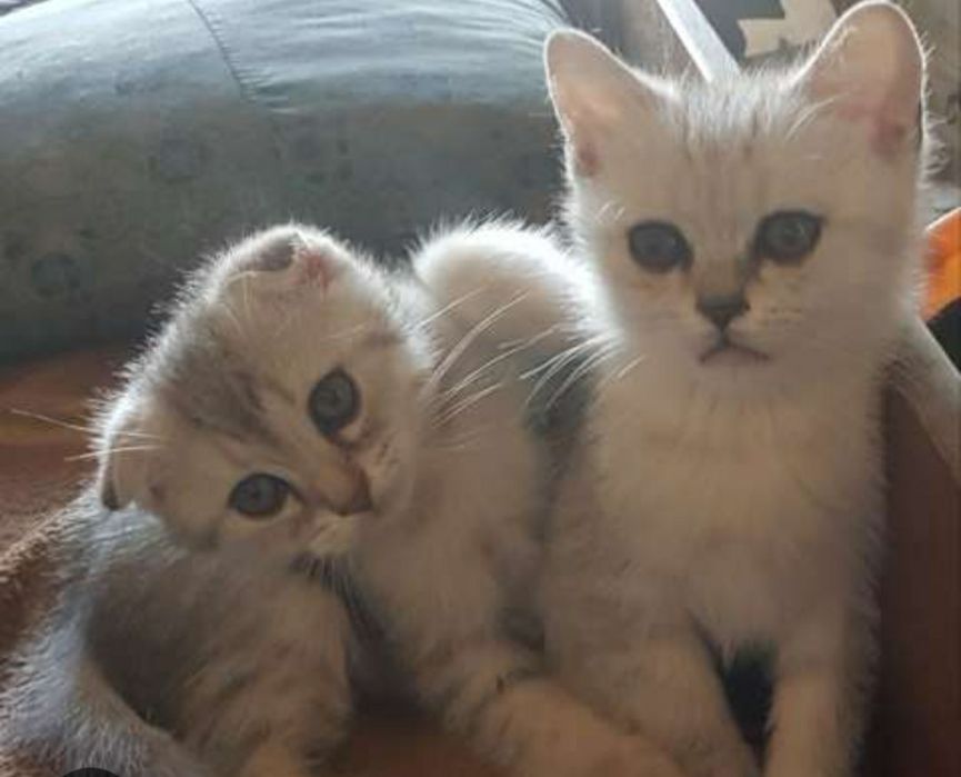 Шиншилла серебро котята