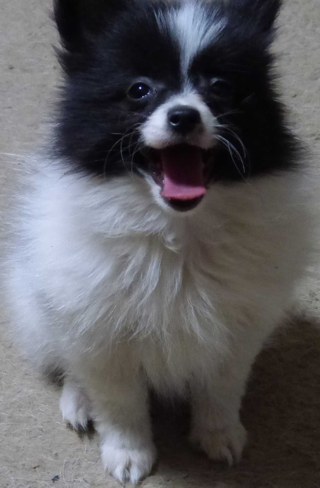 Pomeranian fetita