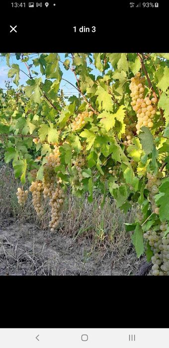 Struguri de vin proaspeți culesi direct de producator