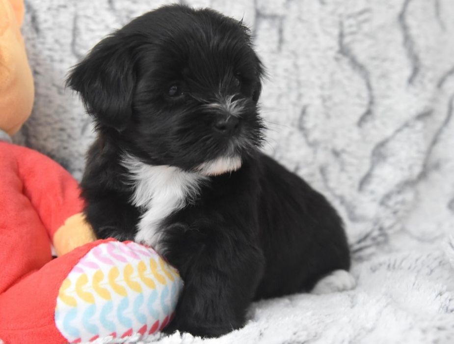 Bichon havanez fetiță