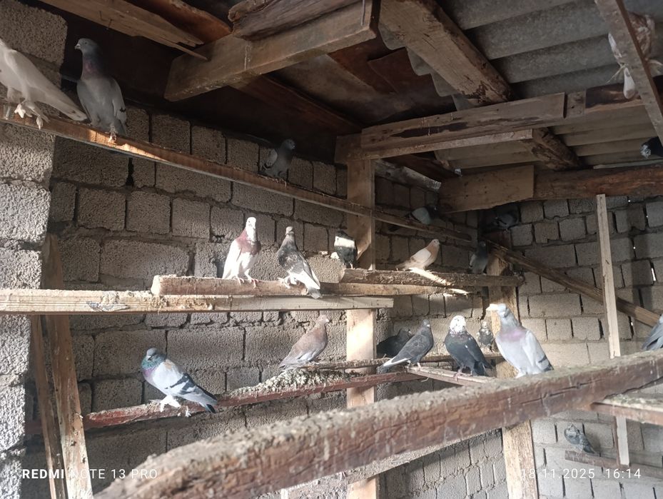 Кабутарлар сотилади