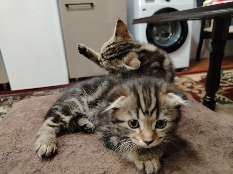 мушукчалар сотилади