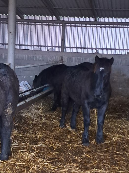 Vând sau schimb cu vaci jurinci abator