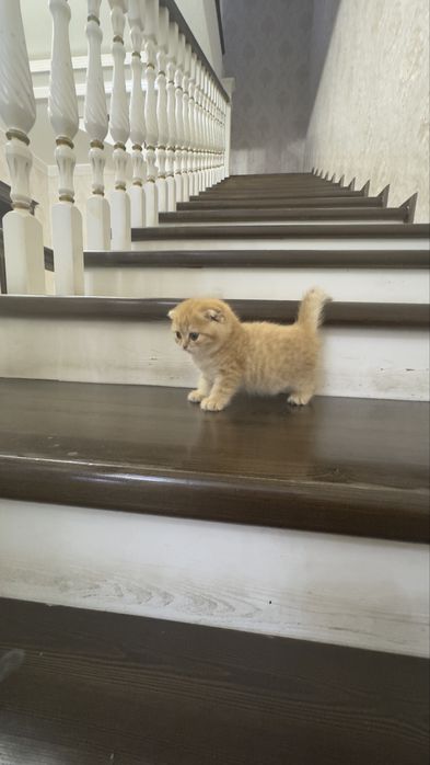 Продаётся чистокровный котята золотая шиншилла