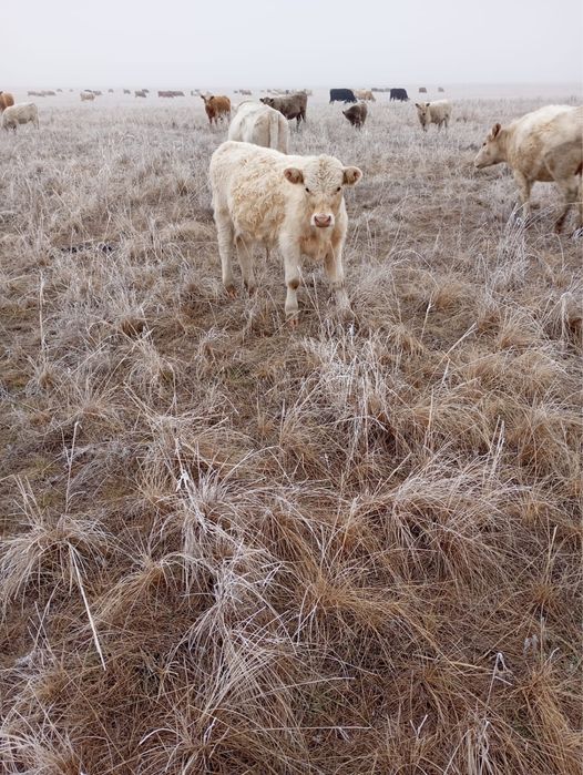 Продам бычков