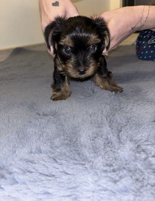 Pui youkshire terrier