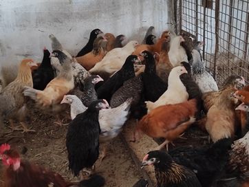 Домашни ярки кокошки за яйца и месо, селски шарени Носачки,петли