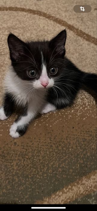 Подарю котенка в добрые руки игривый