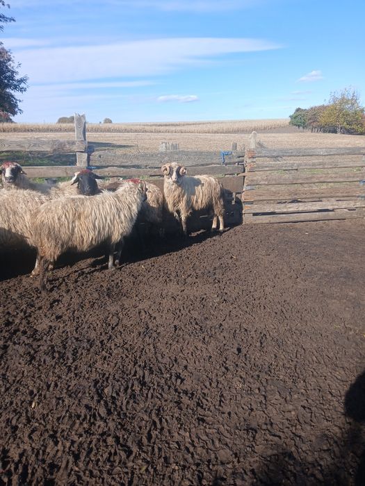 Vând 10 oi și un berbec