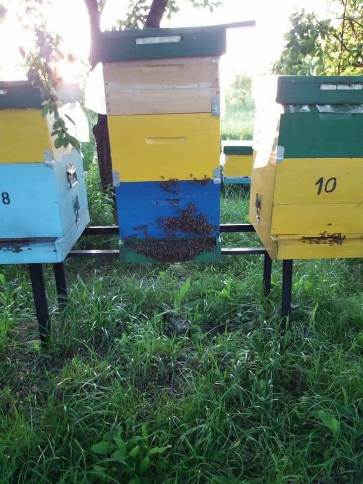Miere de albine naturala