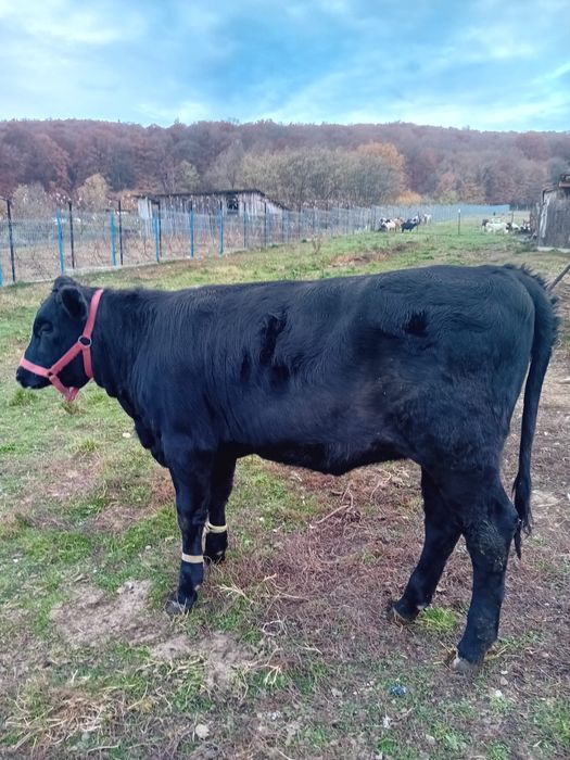 Vand junica varsta 9 luni este gestanta intr o luna