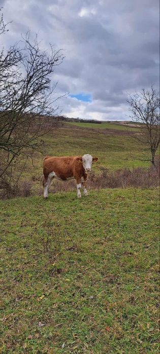 Vând vițea de 9 luni