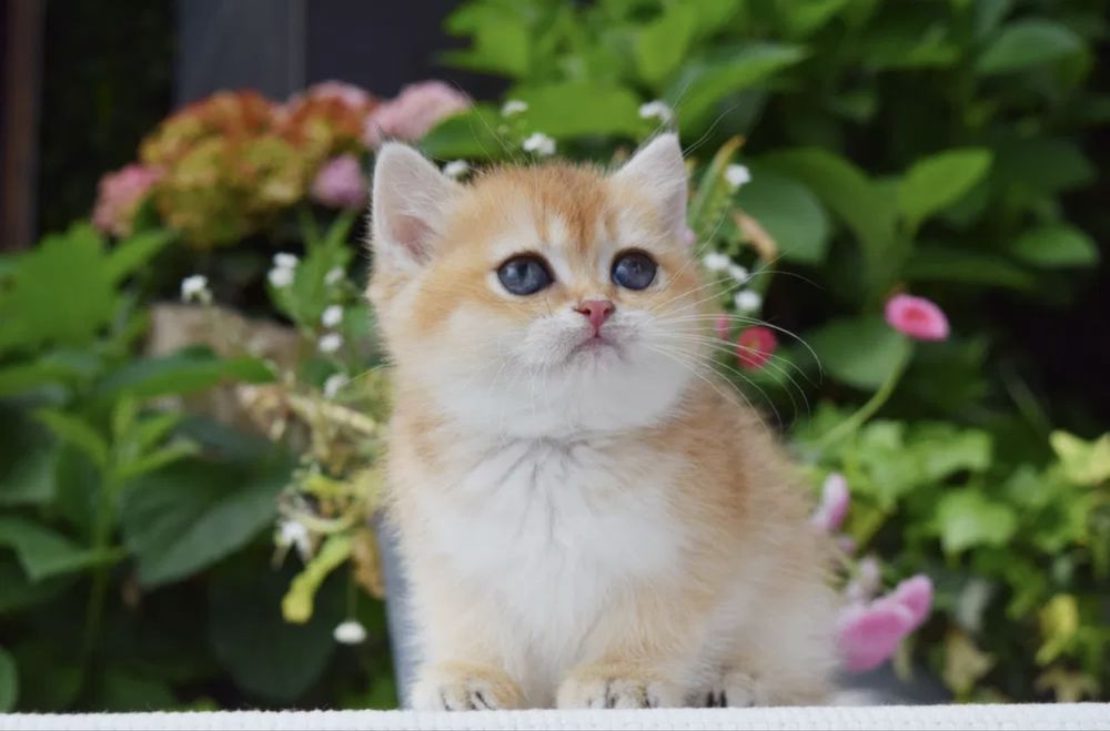 Продаётся золотые шиншилы