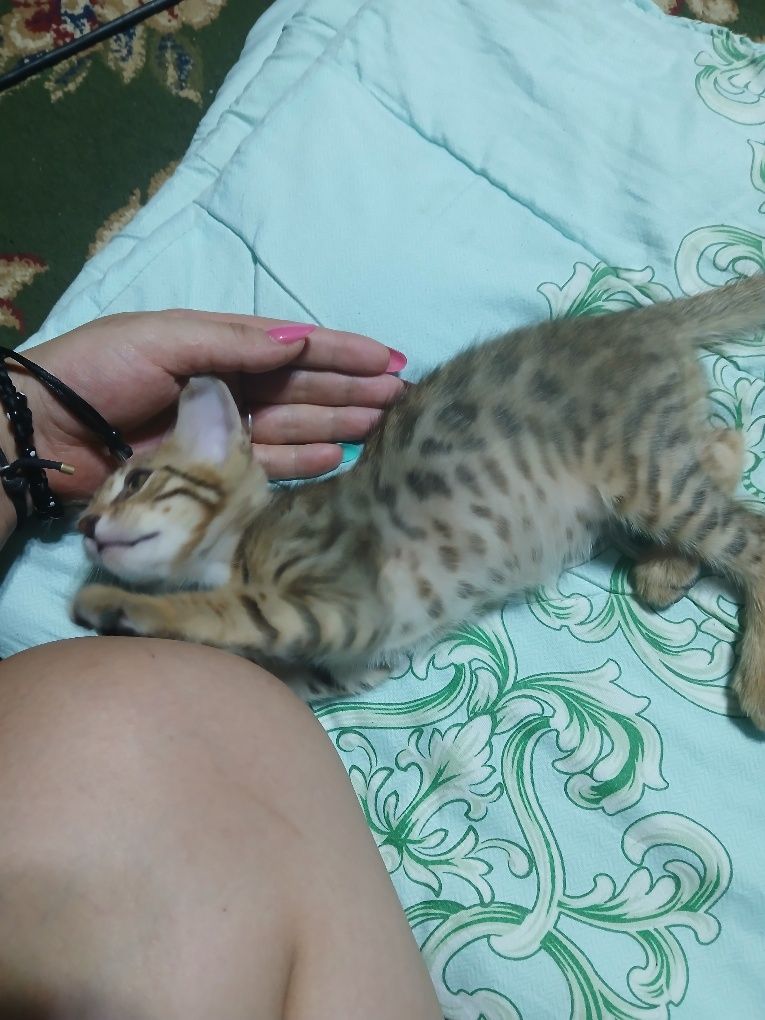 Продаётся  котята бенгальские Котята